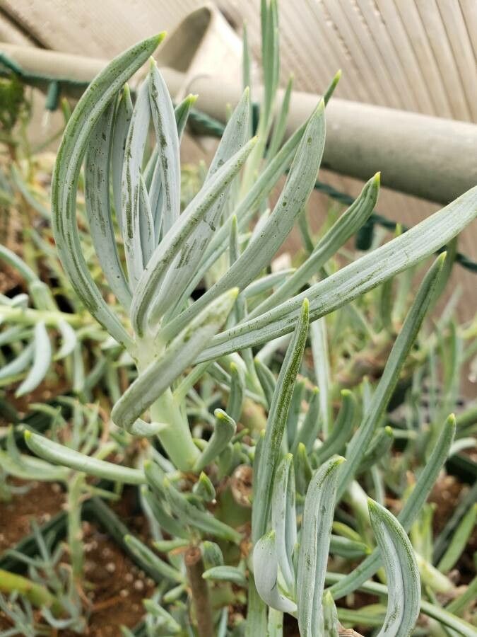 Senecio vitalis — search result for 'Senecio'
