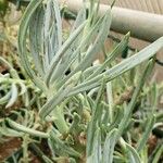 Senecio vitalis
