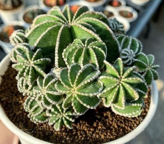 Aztekium hintonii — houseplant care guide