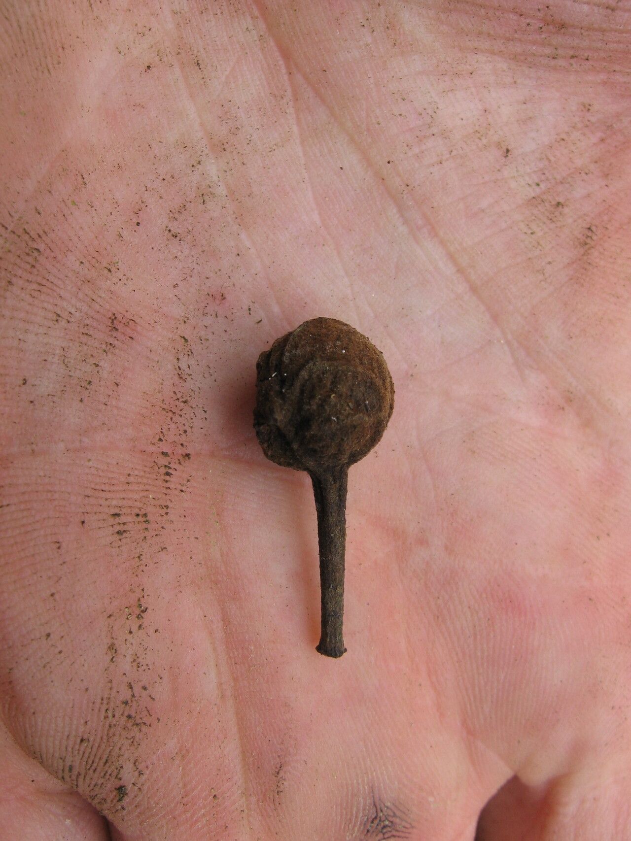 Uvaria dependens fruit