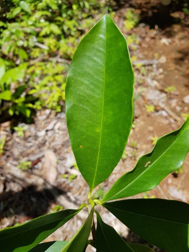 Ternstroemia multiovulata — houseplant care guide