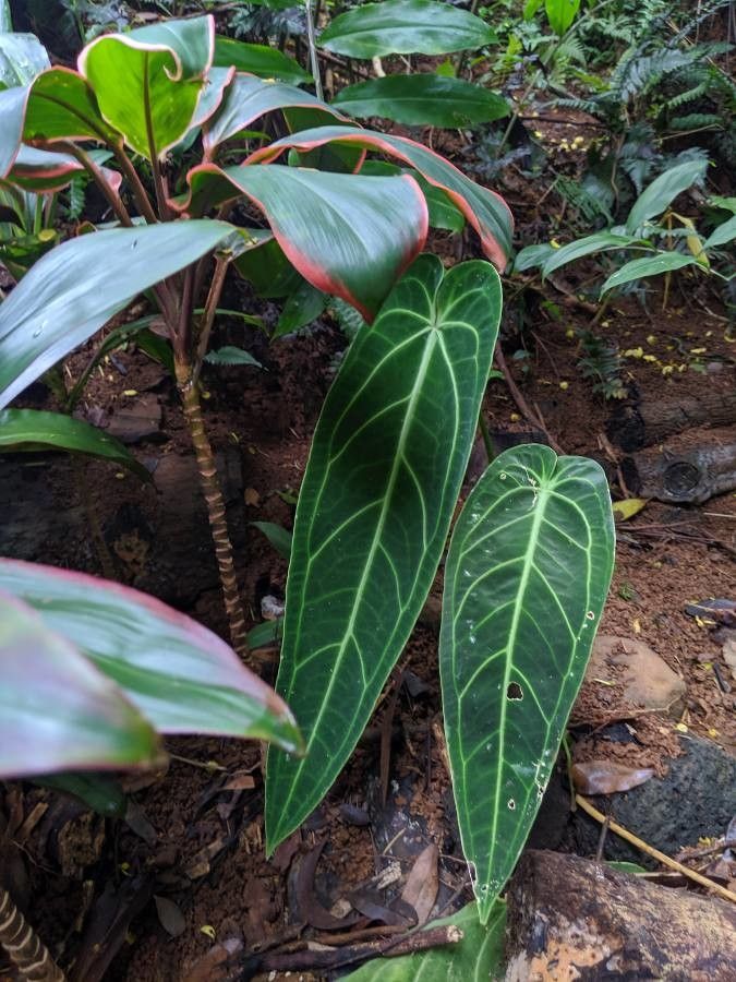 Anthurium warocqueanum — sleep aid houseplant