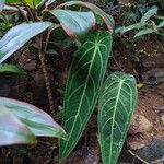 Anthurium warocqueanum