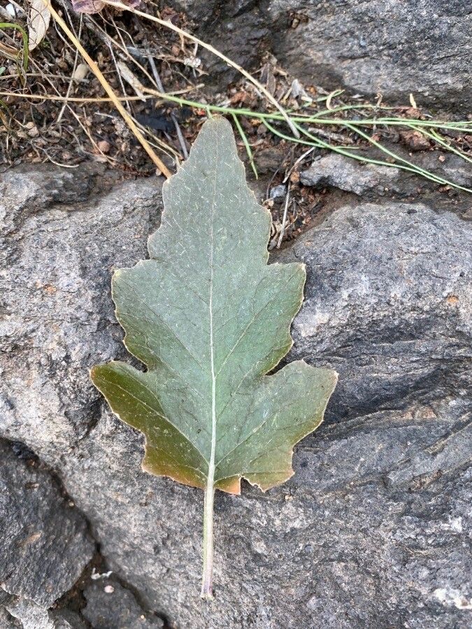 Crambe scoparia — search result for 'Scoparia'