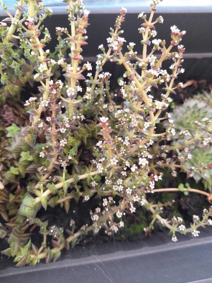 Crassula humbertii flower