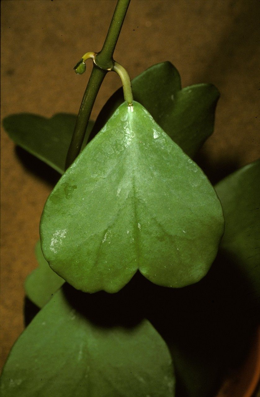 Hoya cordata — pet friendly houseplant
