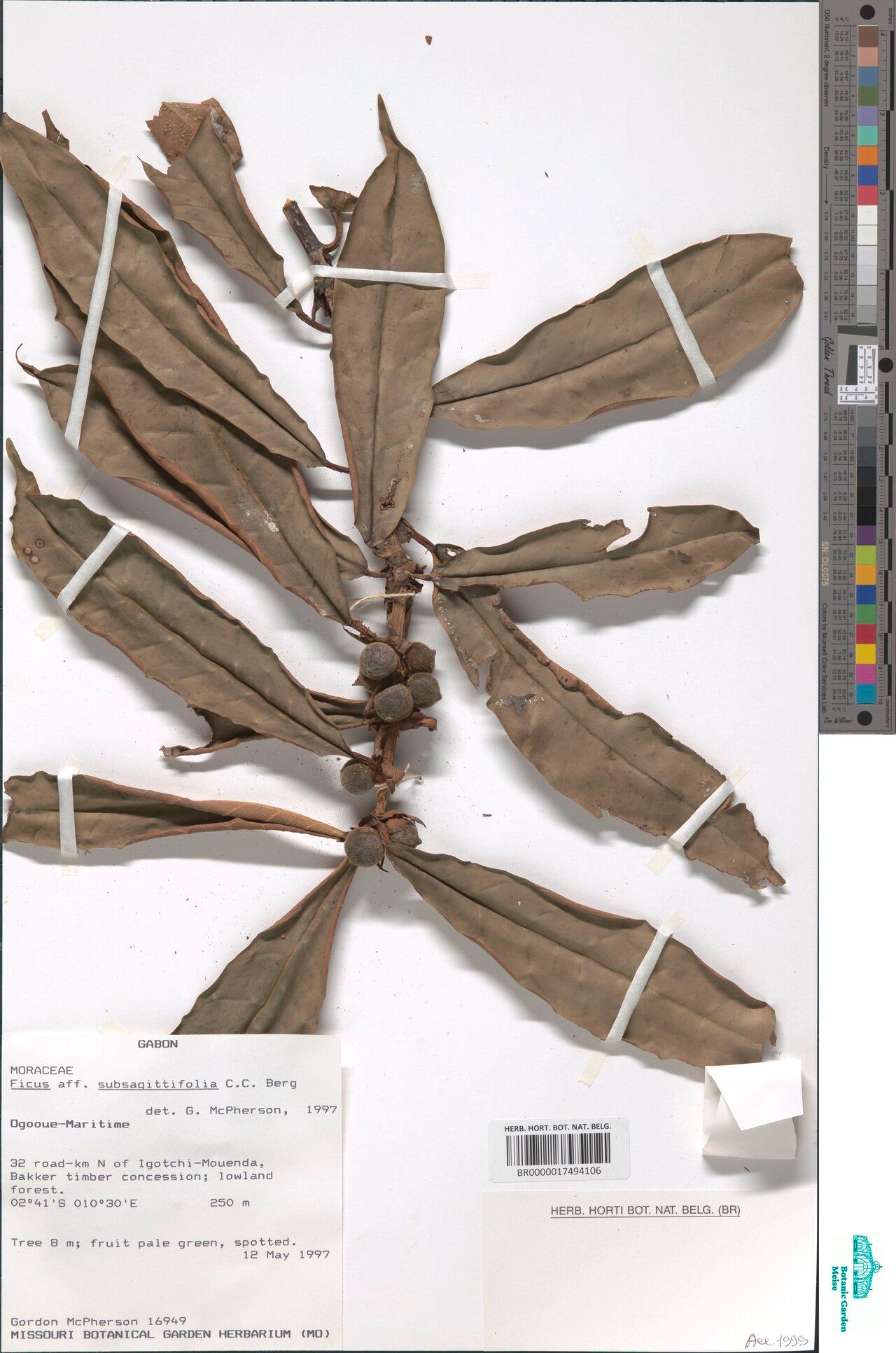 Ficus subsagittifolia — houseplant care guide