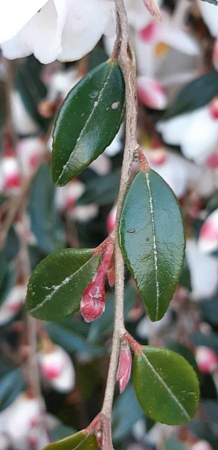 Camellia caudata