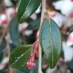 Camellia caudata