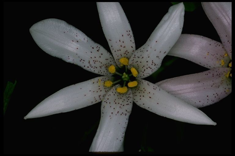 Lilium rubescens — search result for 'Liliaceae'
