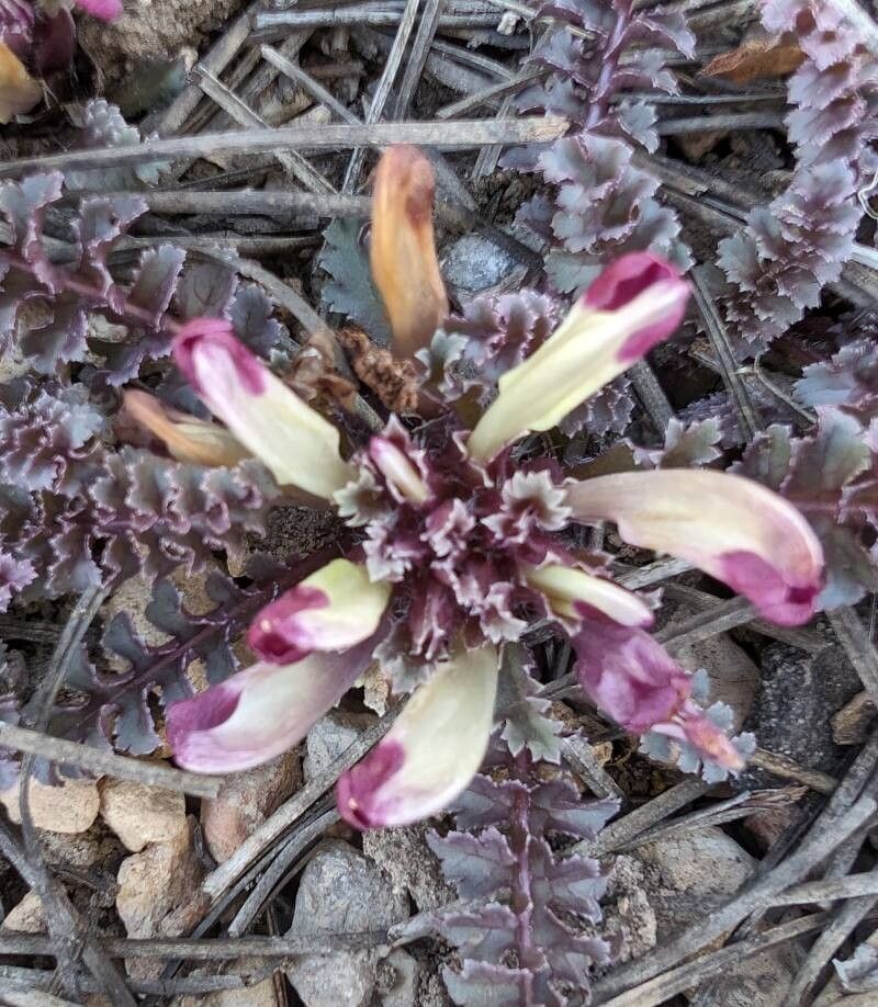 Pedicularis centranthera flower