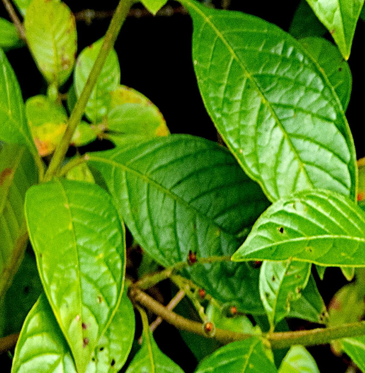 Hamelia rovirosae — houseplant care guide
