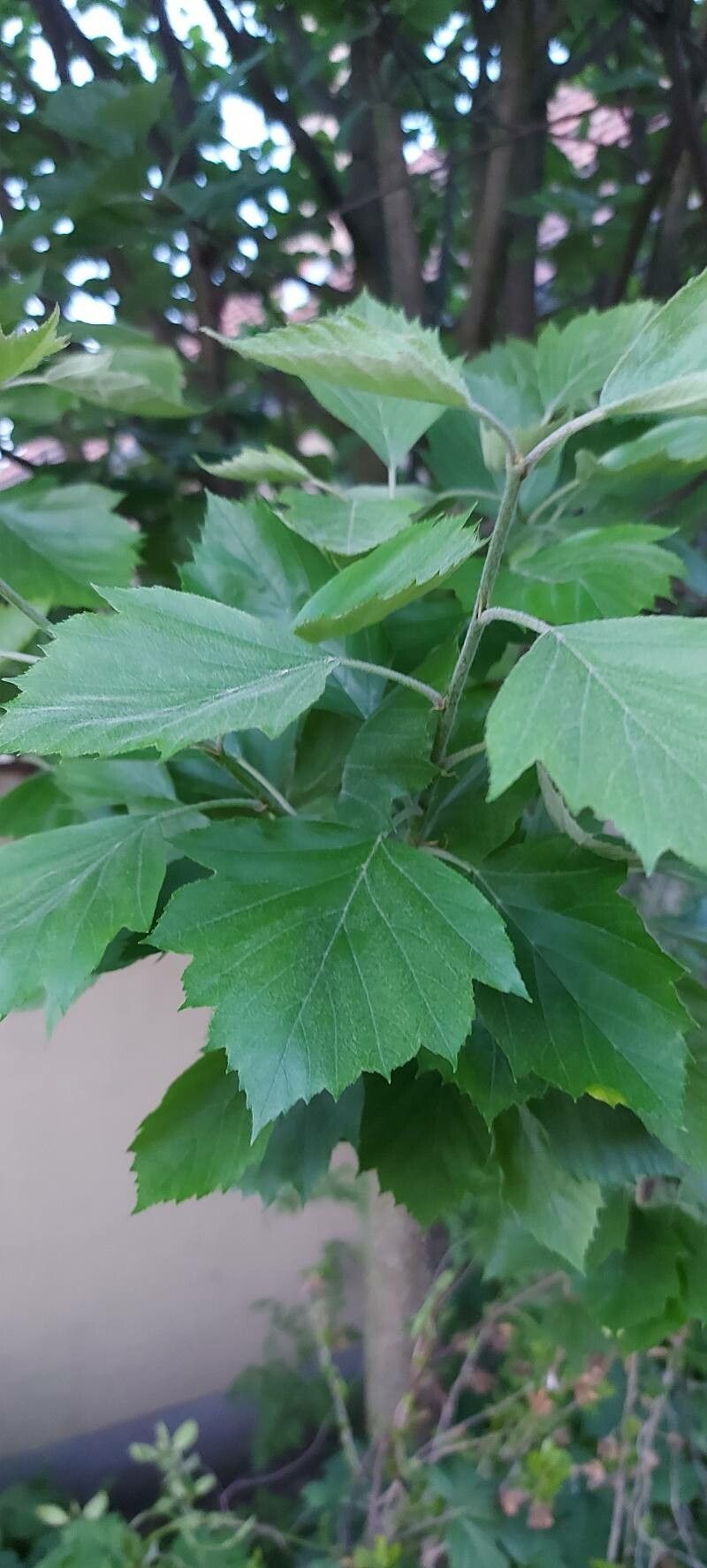 Sorbus semiincisa — houseplant care guide