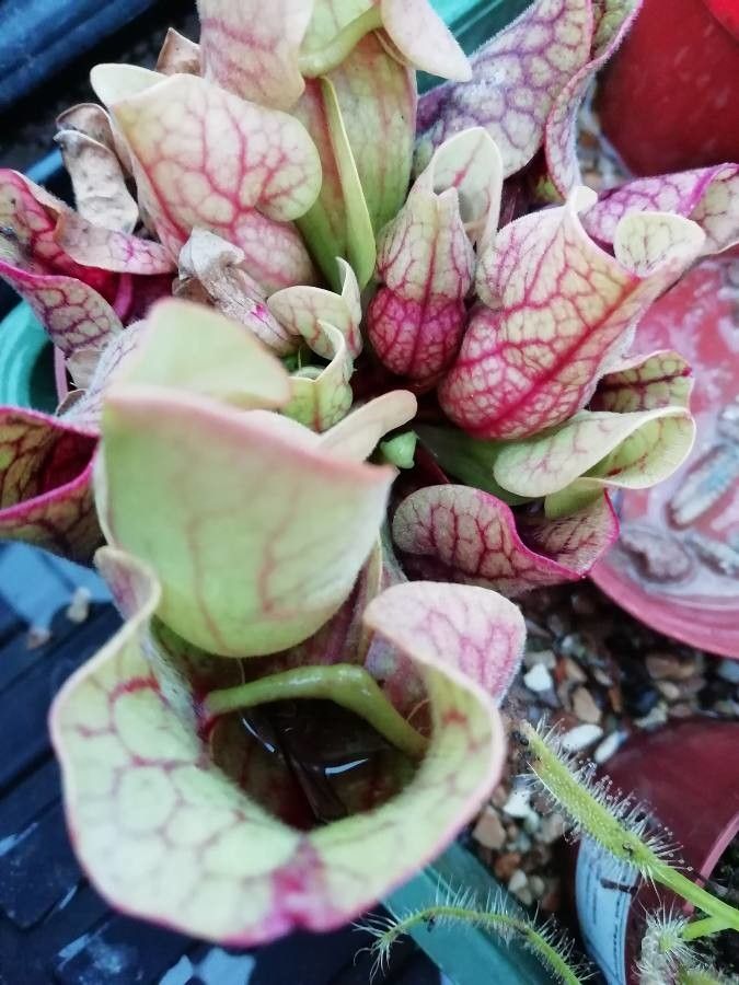 Sarracenia purpurea