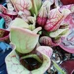 Sarracenia purpurea