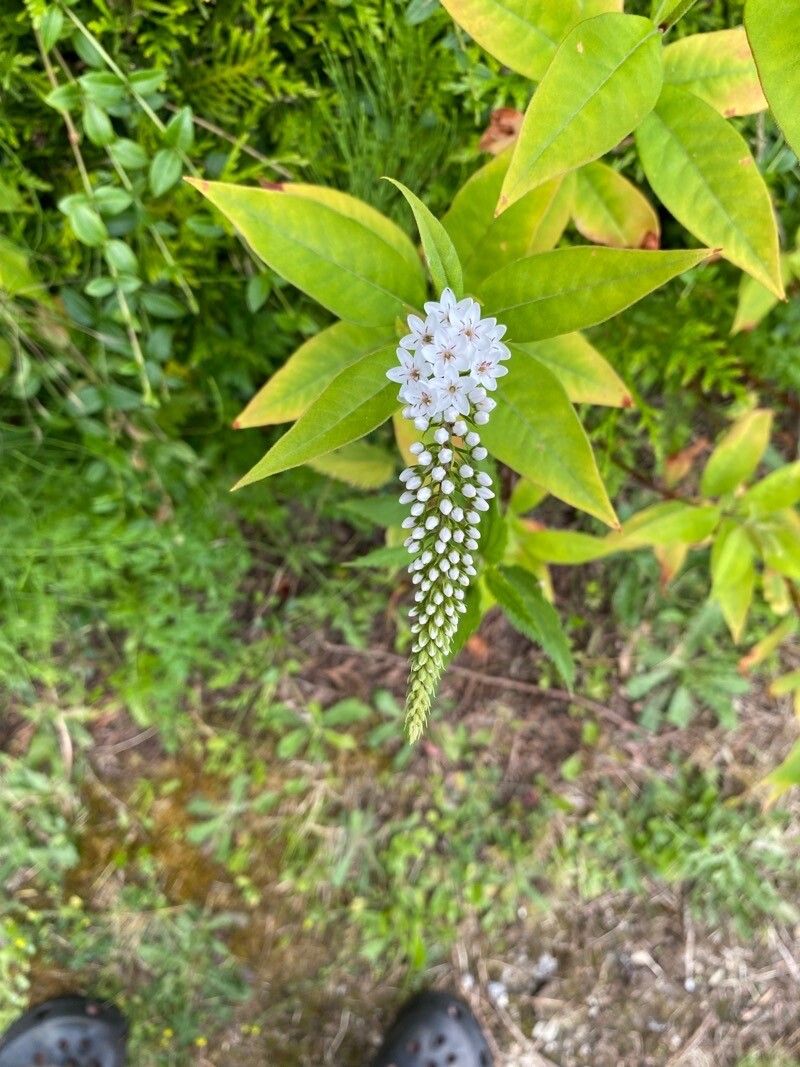 Lysimachia barystachys — search result for 'Lysimachia'