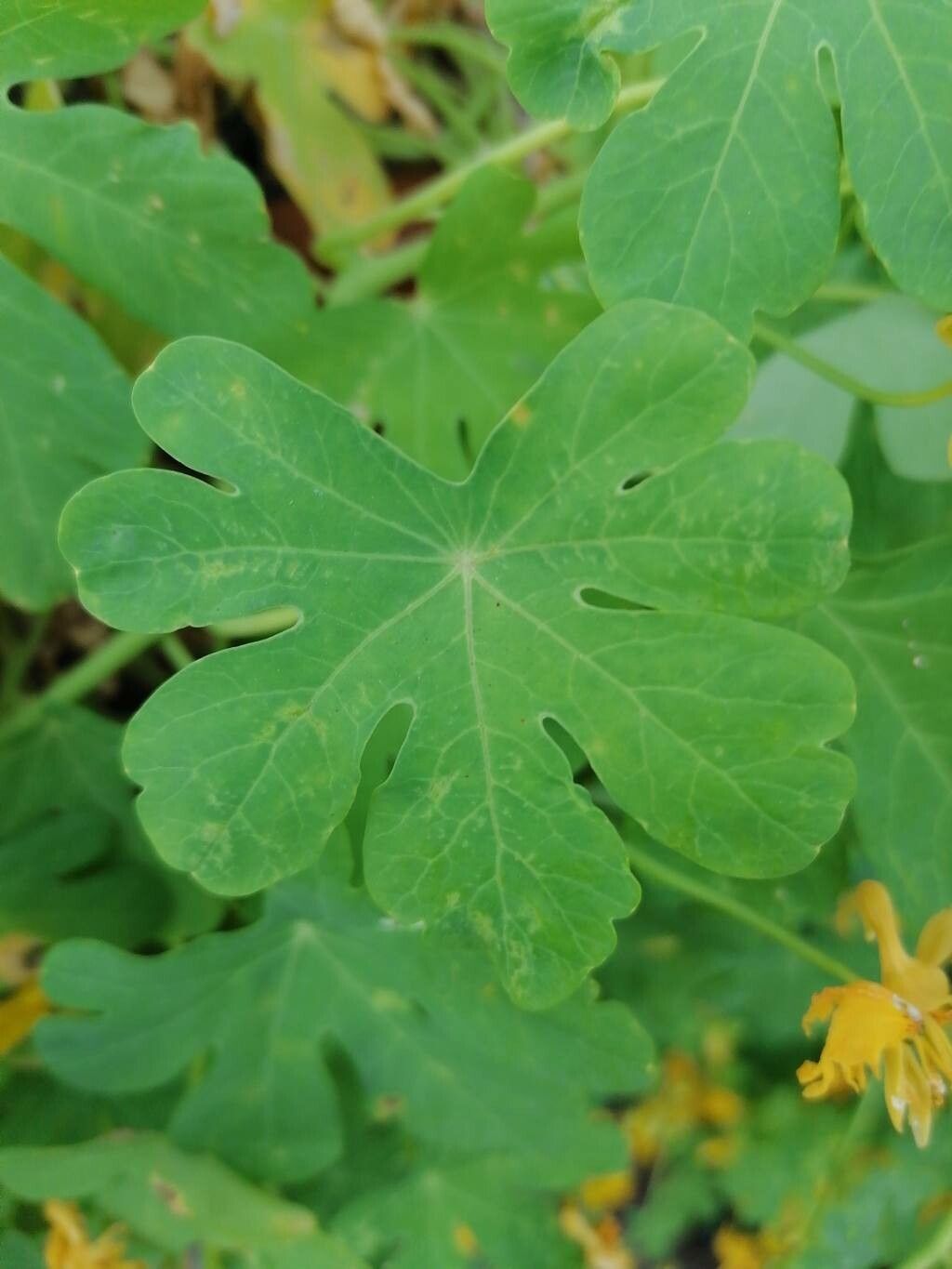 Tropaeolum peregrinum