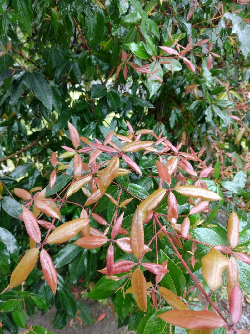 Syncarpia glomulifera — search result for 'Myrtaceae'