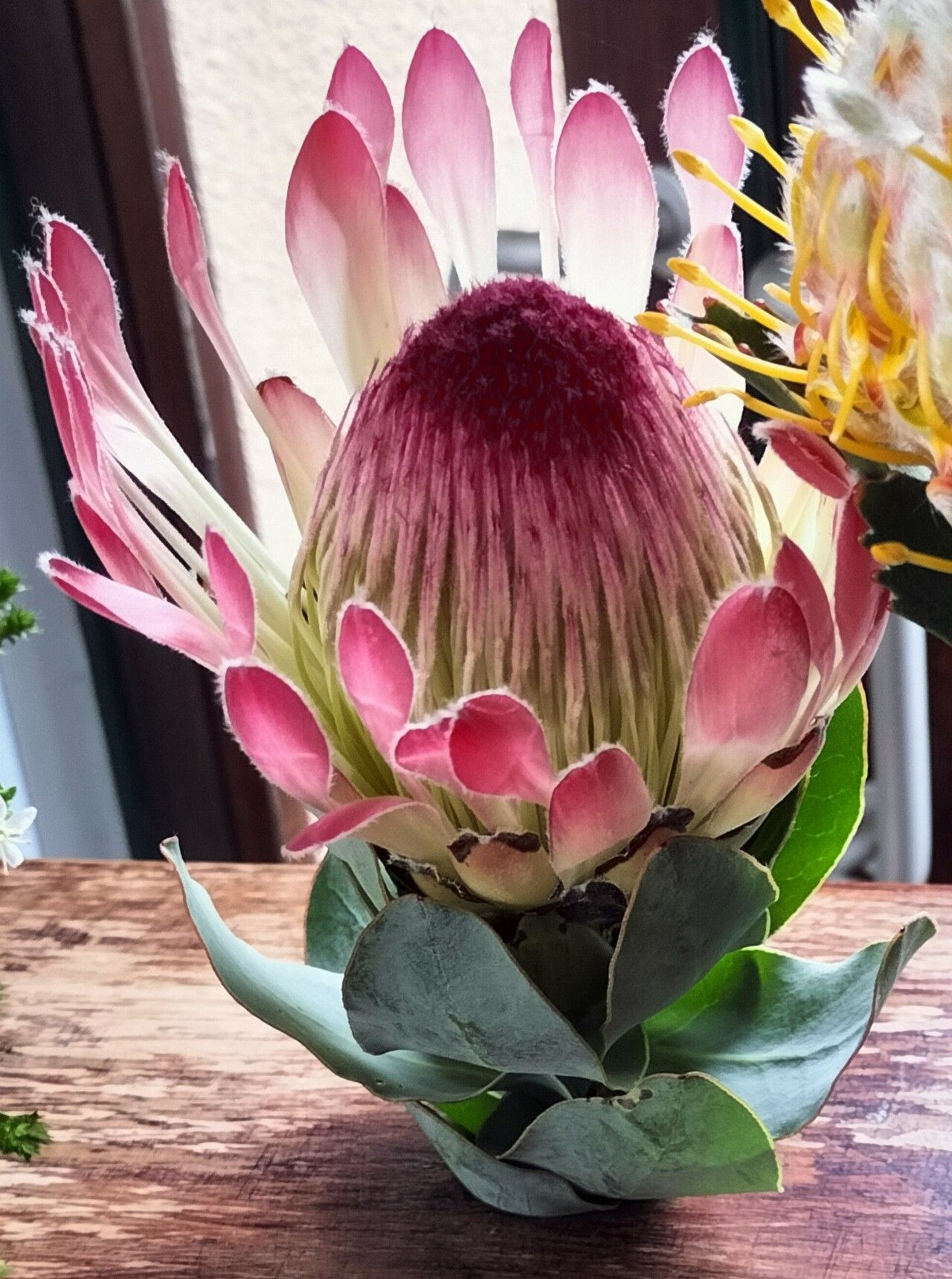 Protea eximia flower