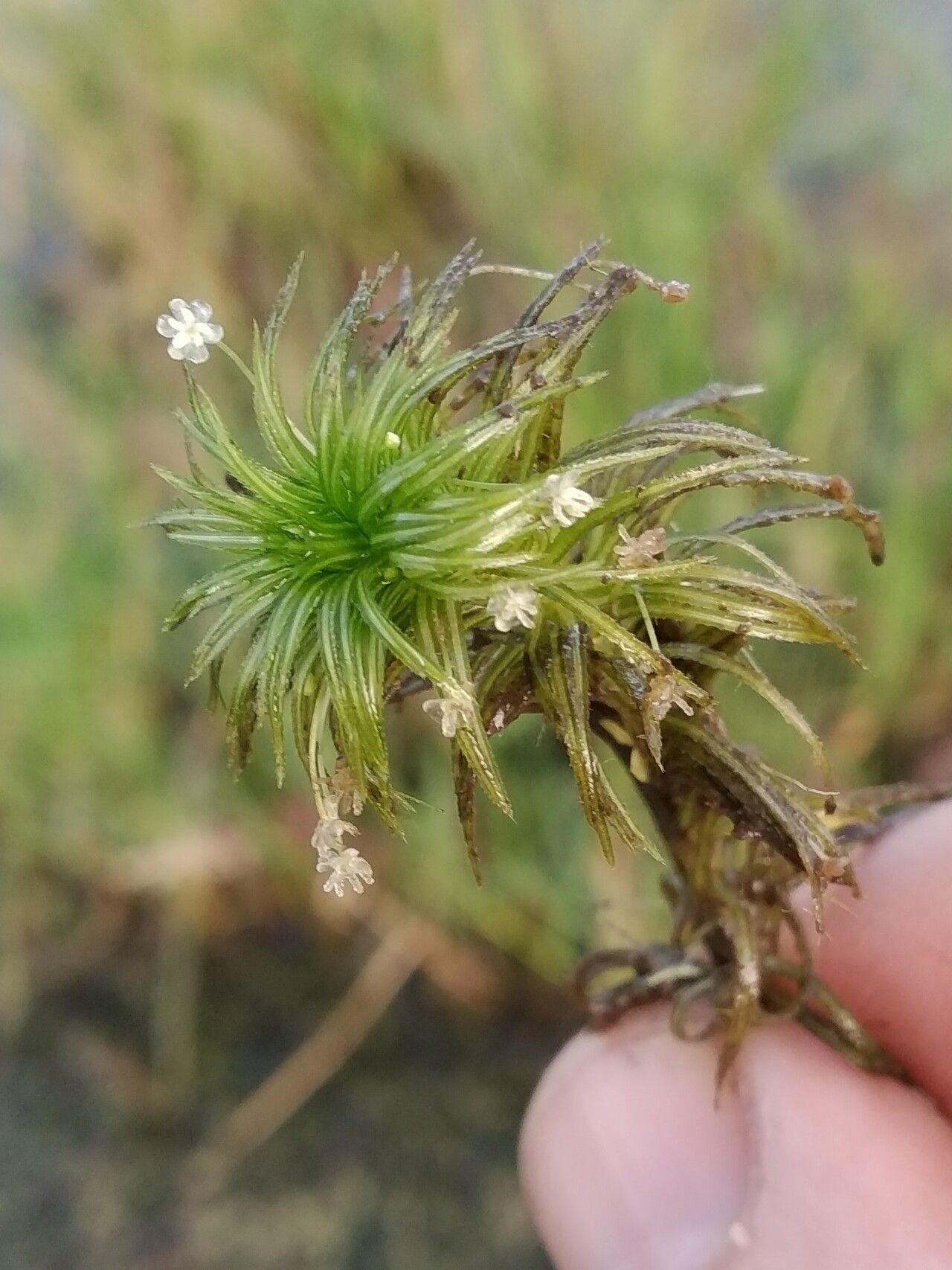 Lagarosiphon cordofanus flower