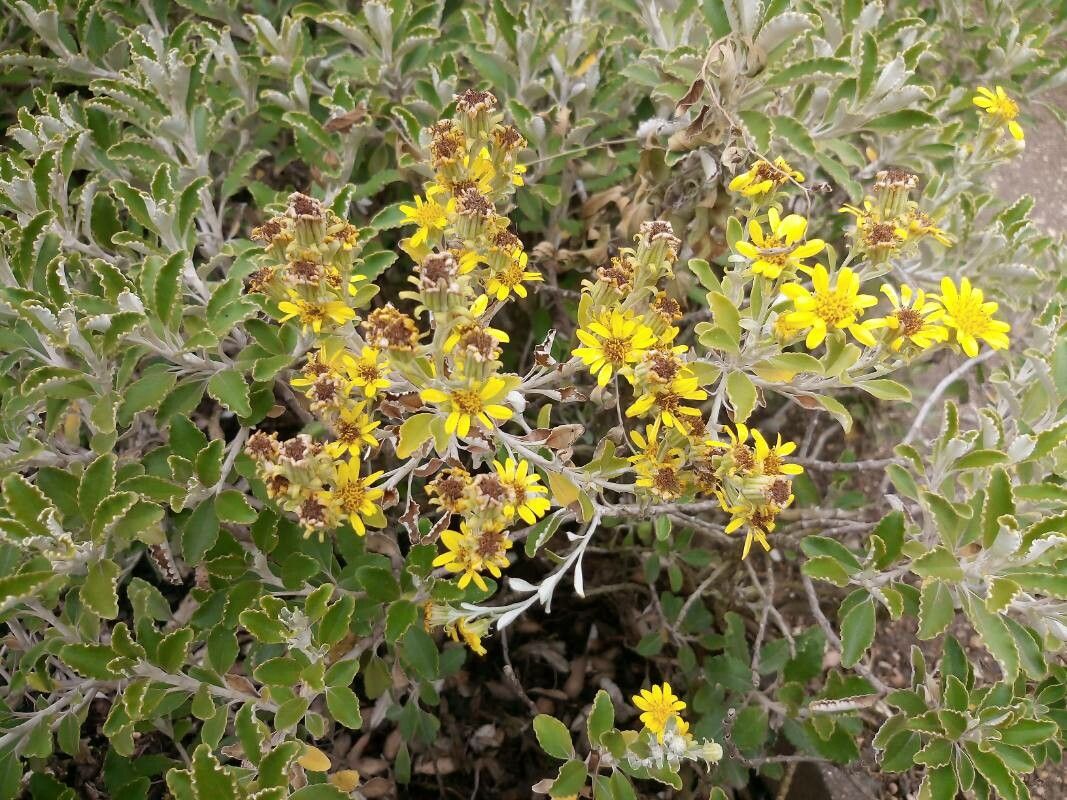 Brachyglottis monroi — search result for 'Brachyglottis'