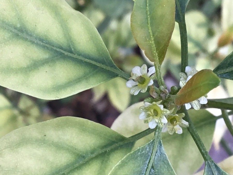 Clutia pulchella flower