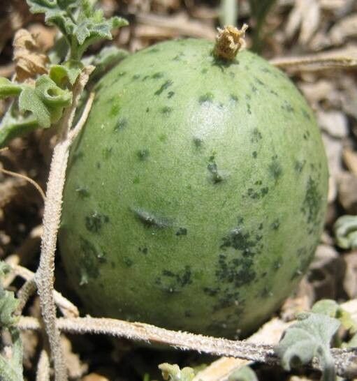 Citrullus ecirrhosus fruit