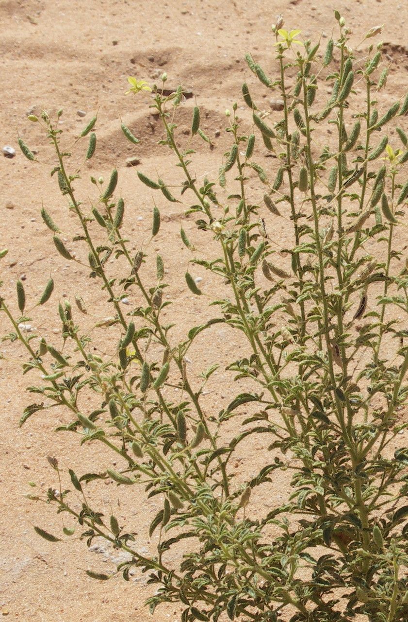 Cleome brachycarpa fruit