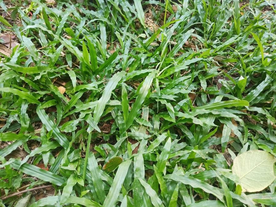 Paspalum fimbriatum — search result for 'Panama'