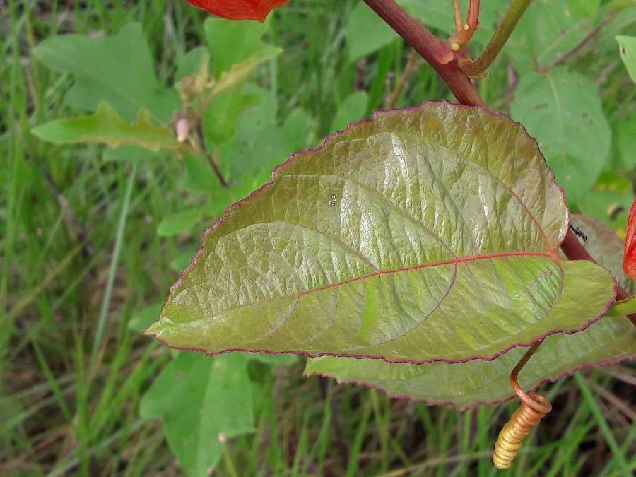 Passiflora coccinea leaf