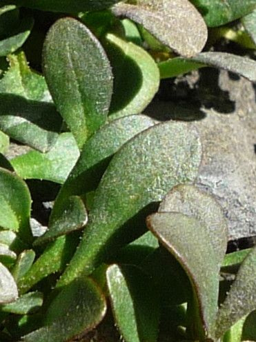 Valeriana petersenii — search result for 'Valeriana'