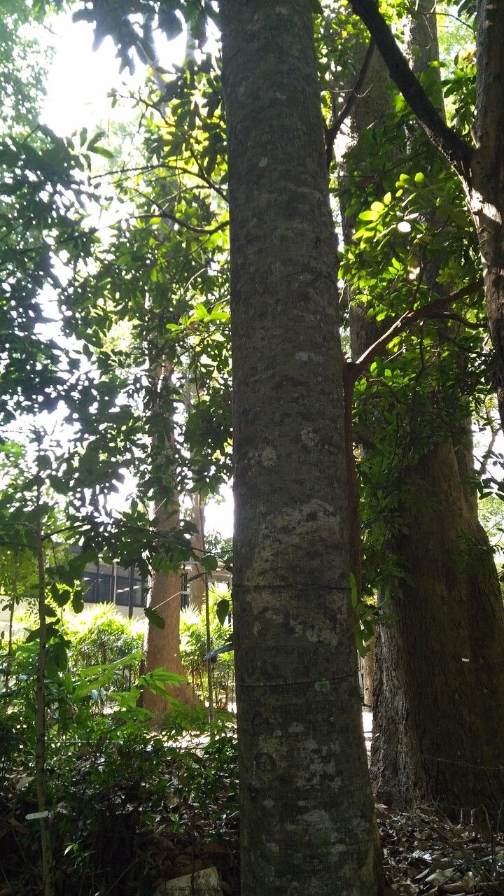 Artocarpus lacucha bark