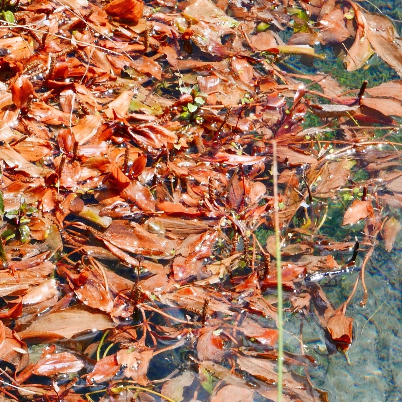 Potamogeton coloratus flower