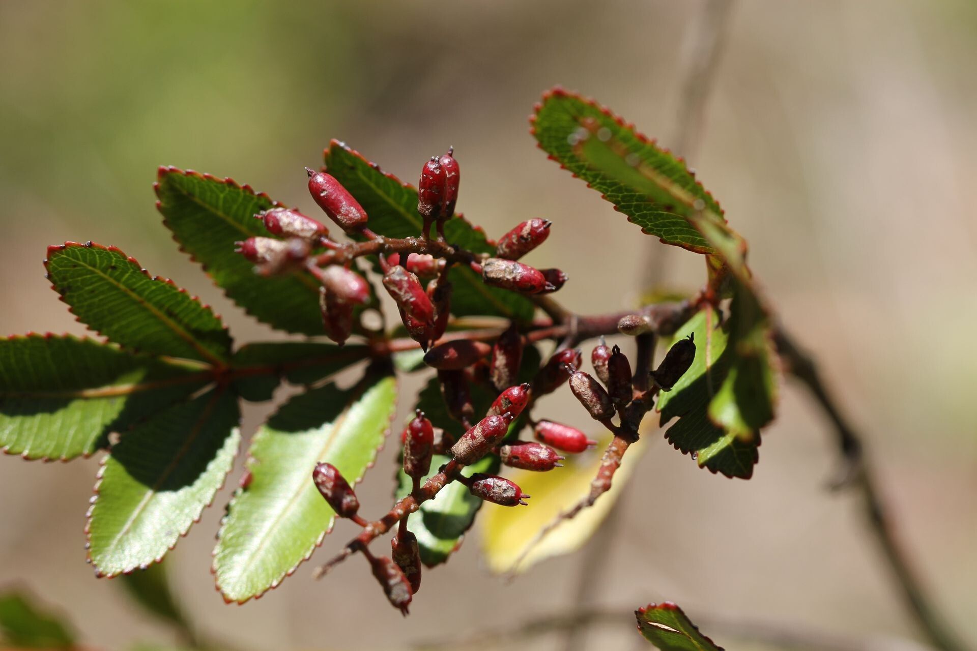 Cunonia aoupiniensis fruit