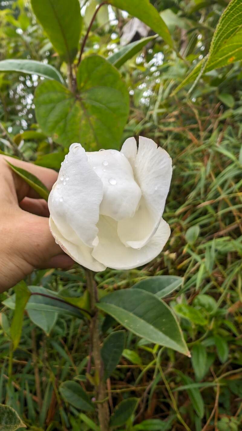 Brunfelsia lactea flower