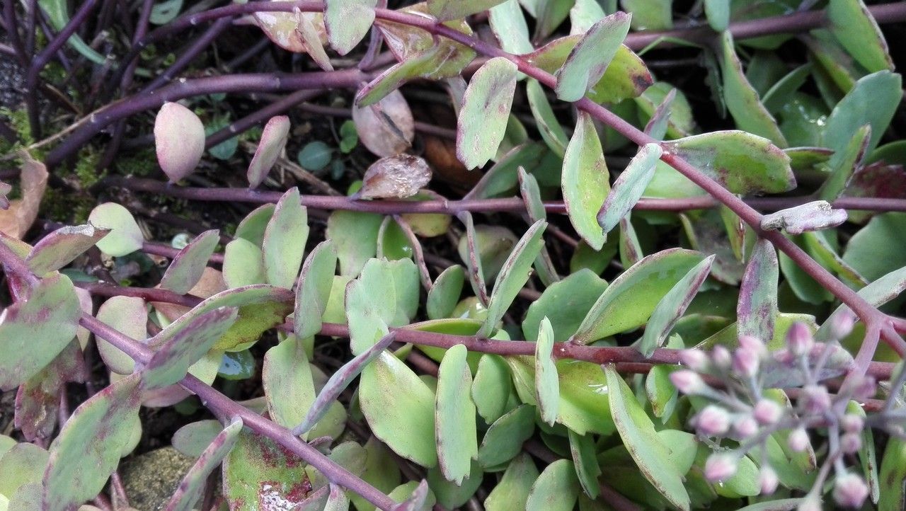 Hylotelephium sieboldii bark