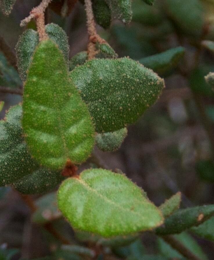 Correa reflexa — search result for 'Fuchsia'