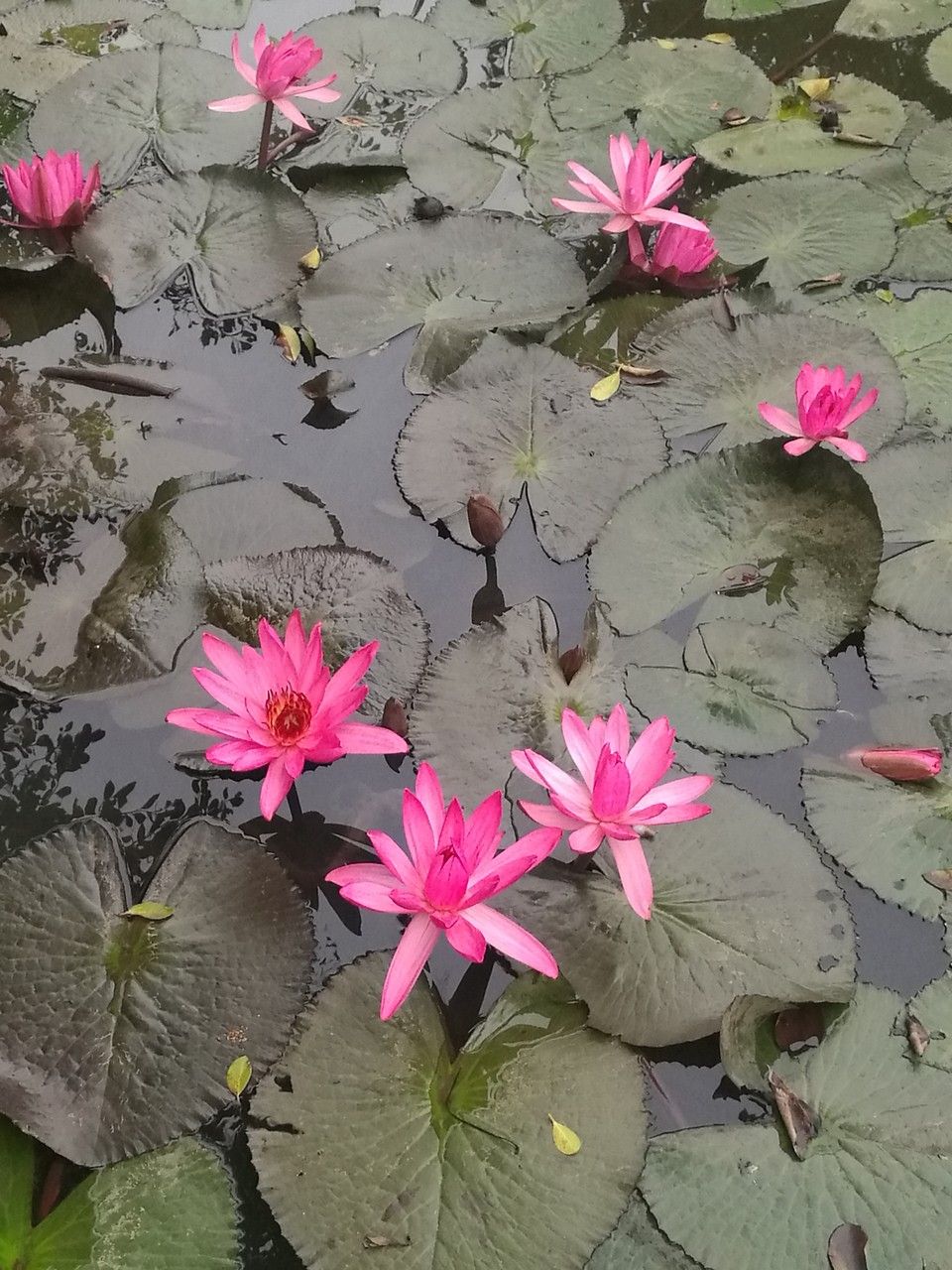 Nymphaea rubra — large blooms houseplant