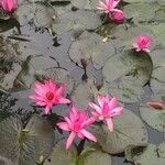 Nymphaea rubra