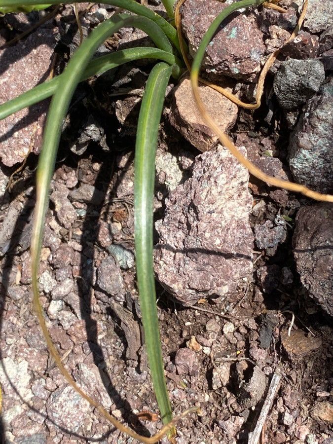 Ornithogalum gussonei — search result for 'Ornithogalum'