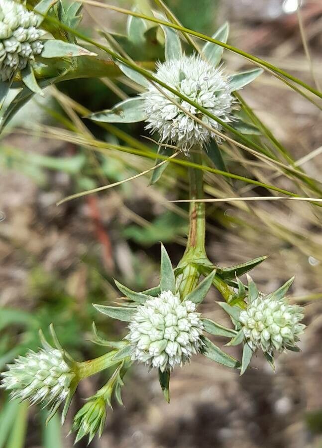 Eryngium nudicaule flower