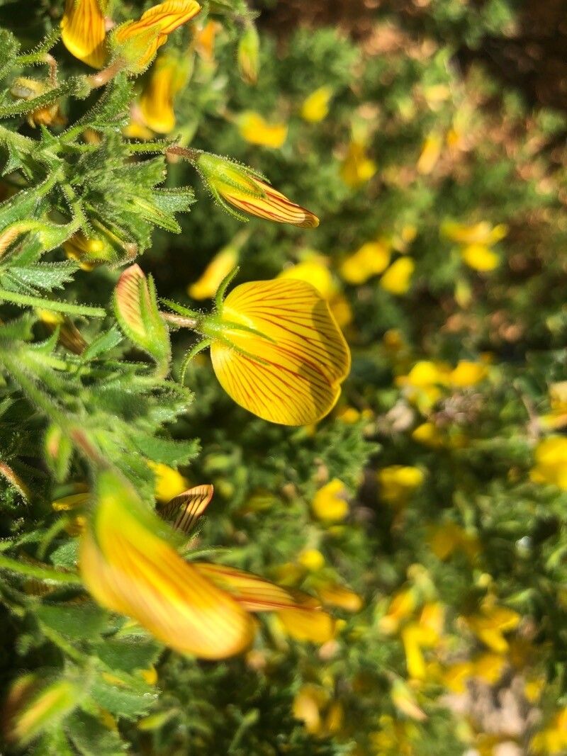 Ononis ramosissima flower