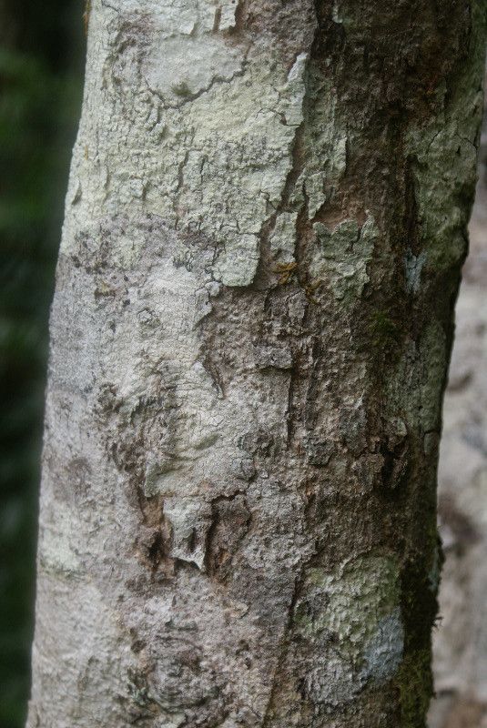 Syzygium borbonicum bark