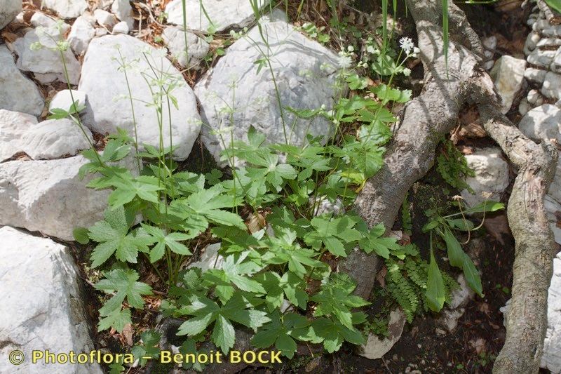 Astrantia bavarica habit