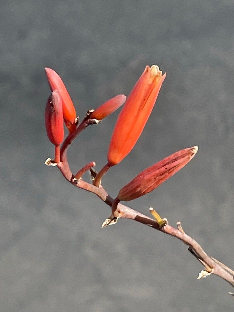 Aloe chabaudii flower
