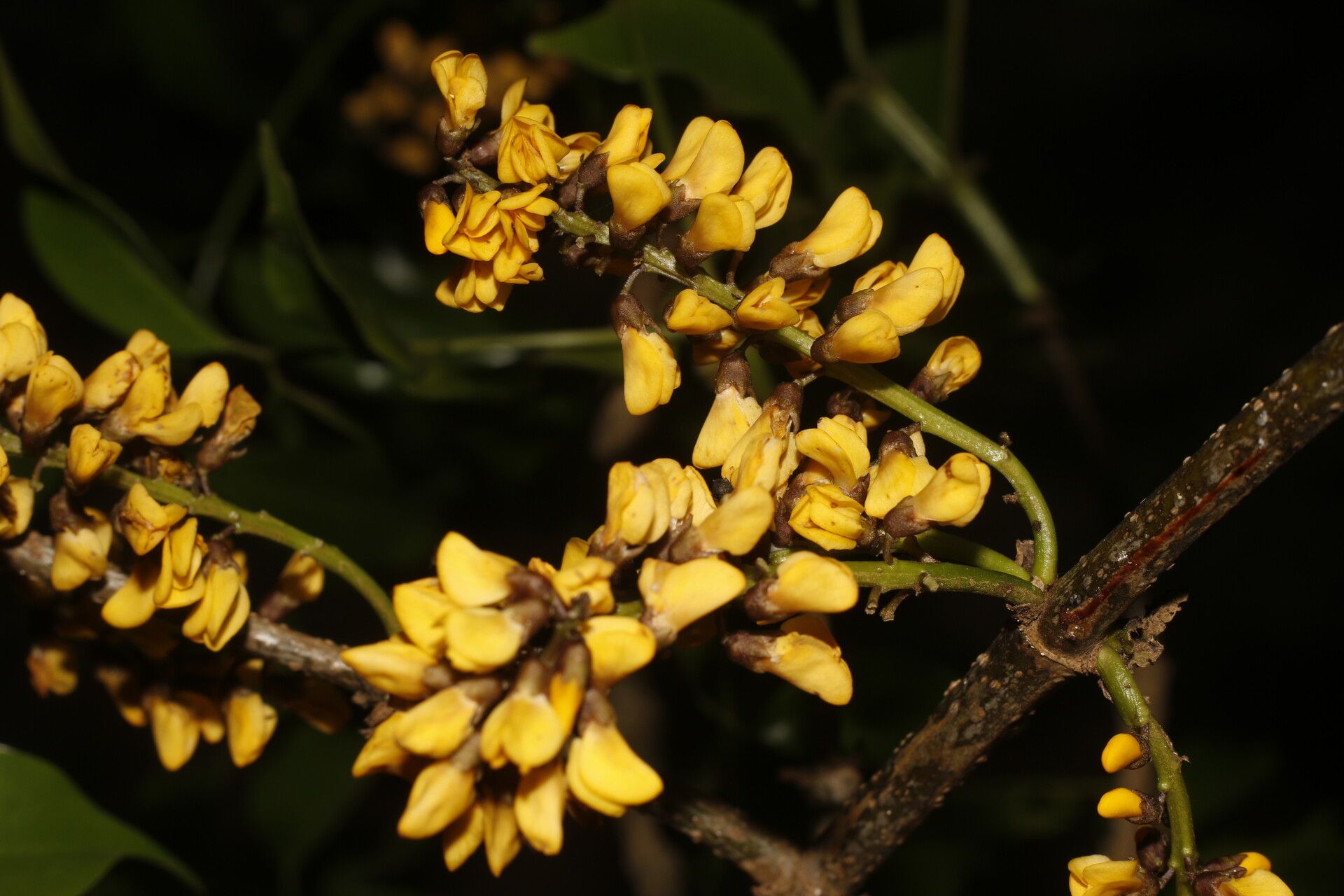 Platymiscium dimorphandrum flower