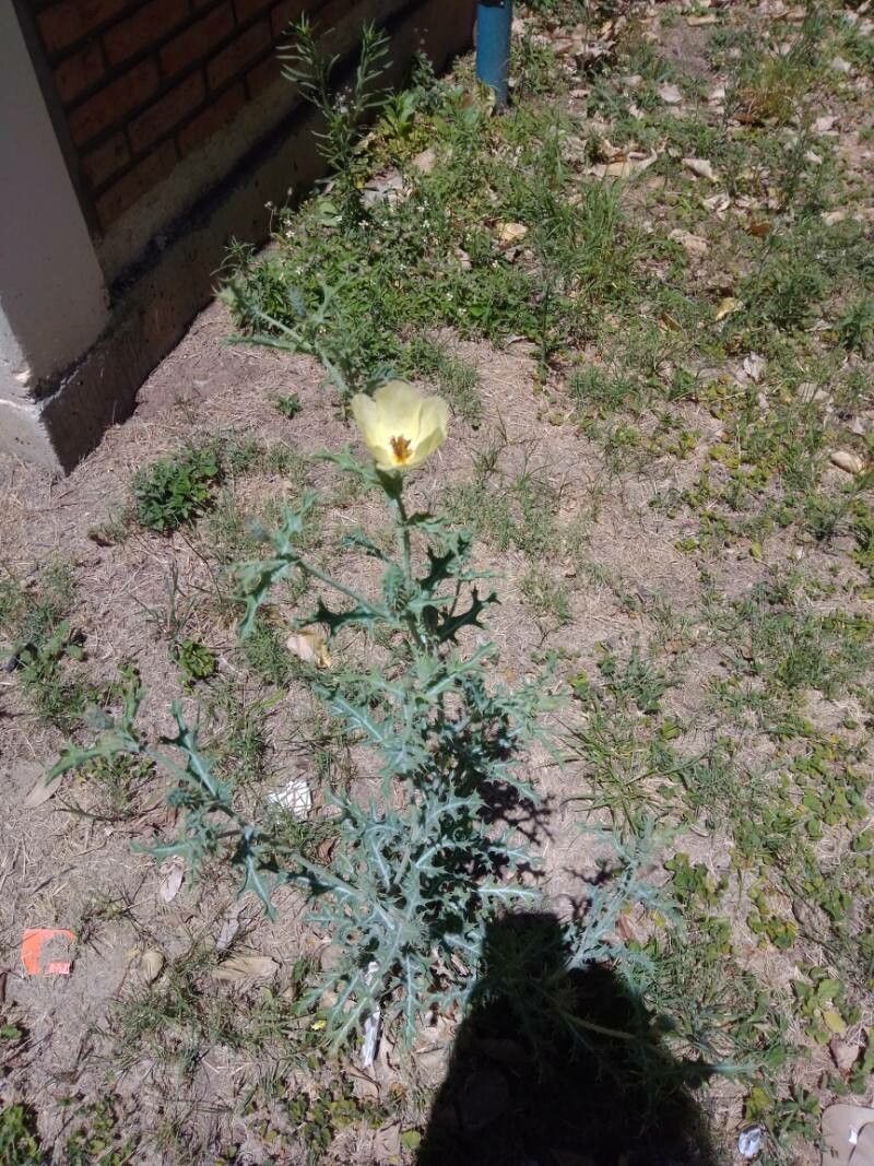 Argemone subfusiformis flower