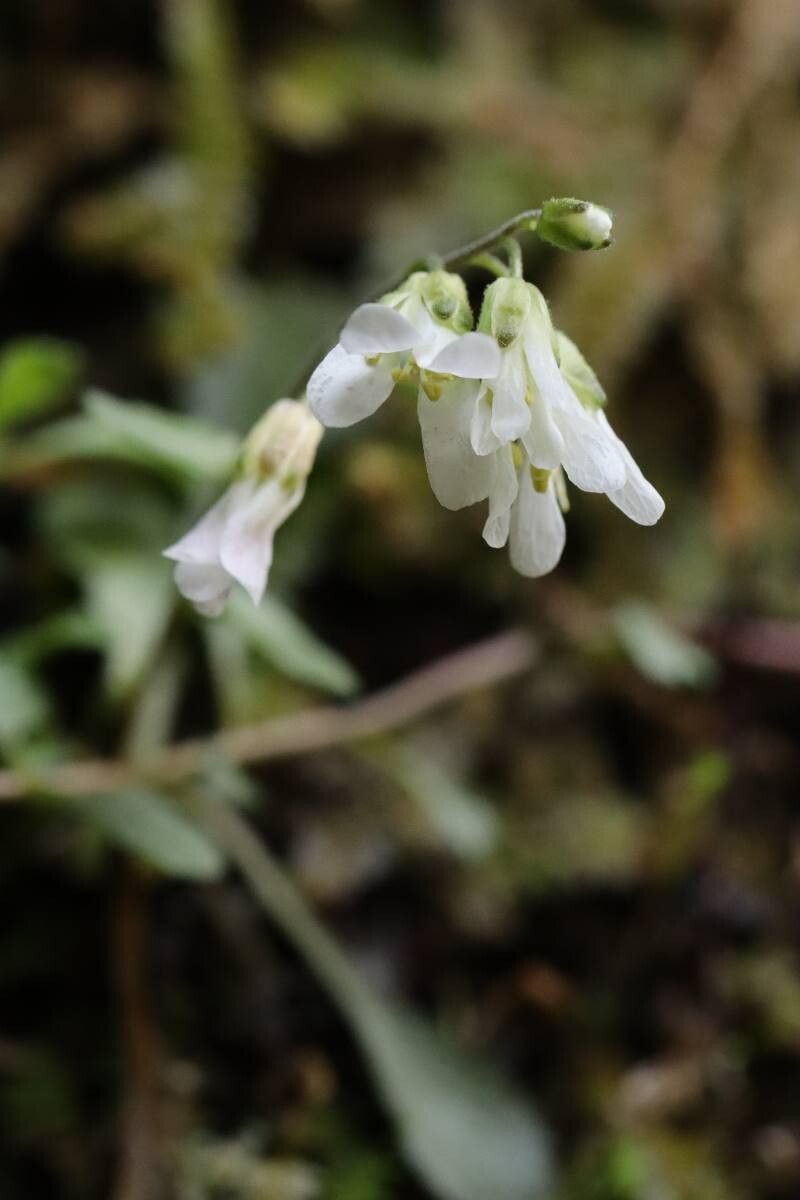 Arabis flagellosa flower