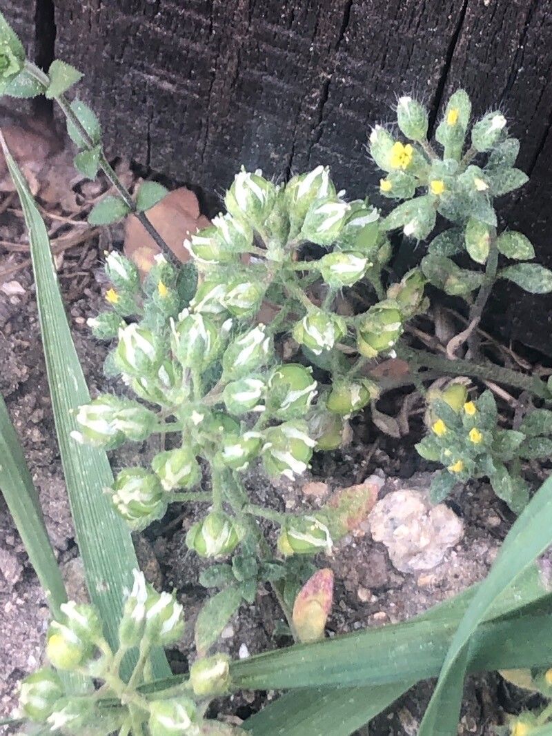 Alyssum minutum flower
