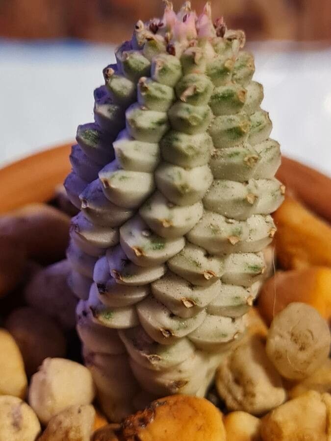 Euphorbia mammillaris flower